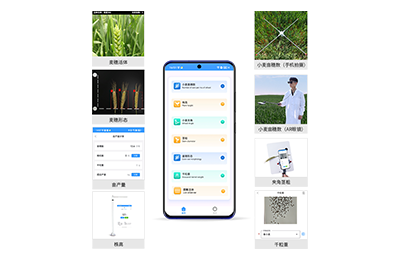 广元市小麦表型测量仪IN-XM05